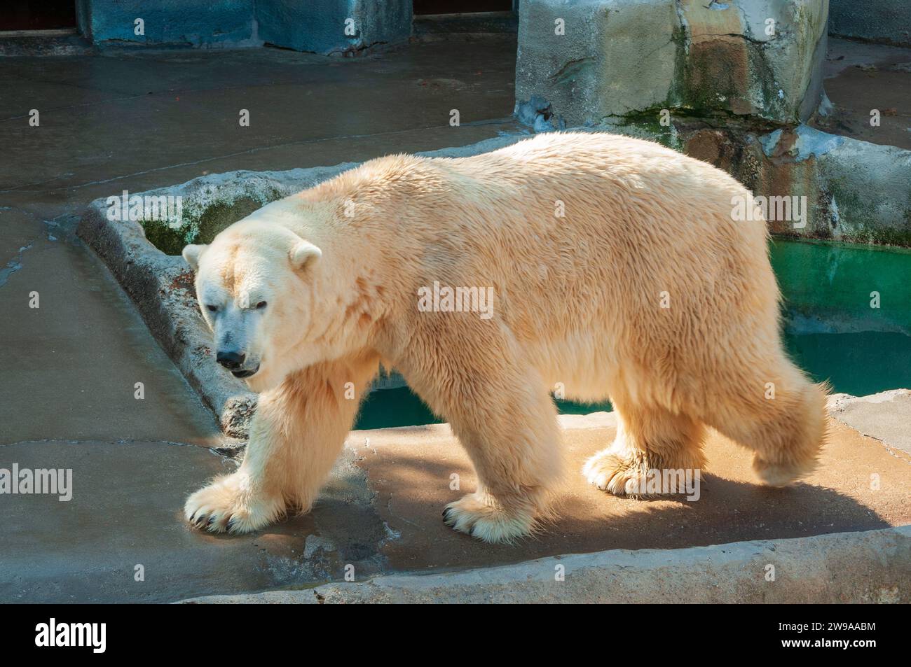 Ein Eisbär im Erie Zoo Stockfoto