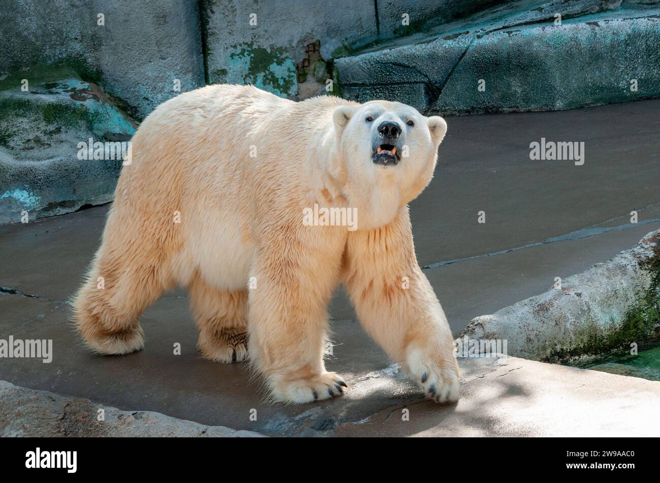 Ein Eisbär im Erie Zoo Stockfoto