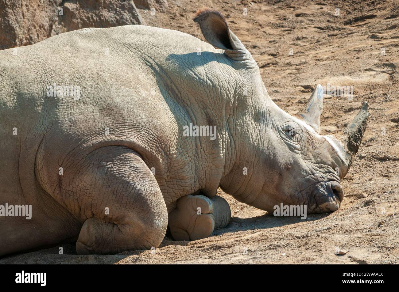 Ein Rhinosaurus im Erie Zoo Stockfoto