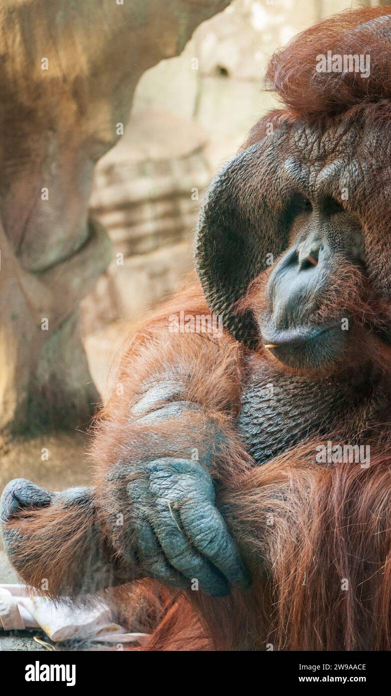 Affe im Erie Zoo, Erie, PA, USA Stockfoto