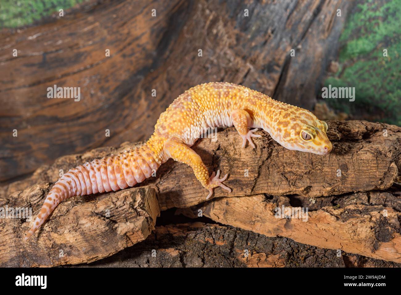 Eublepharis macularius. Leopardengecko isoliert auf einem Holzhintergrund. Stockfoto