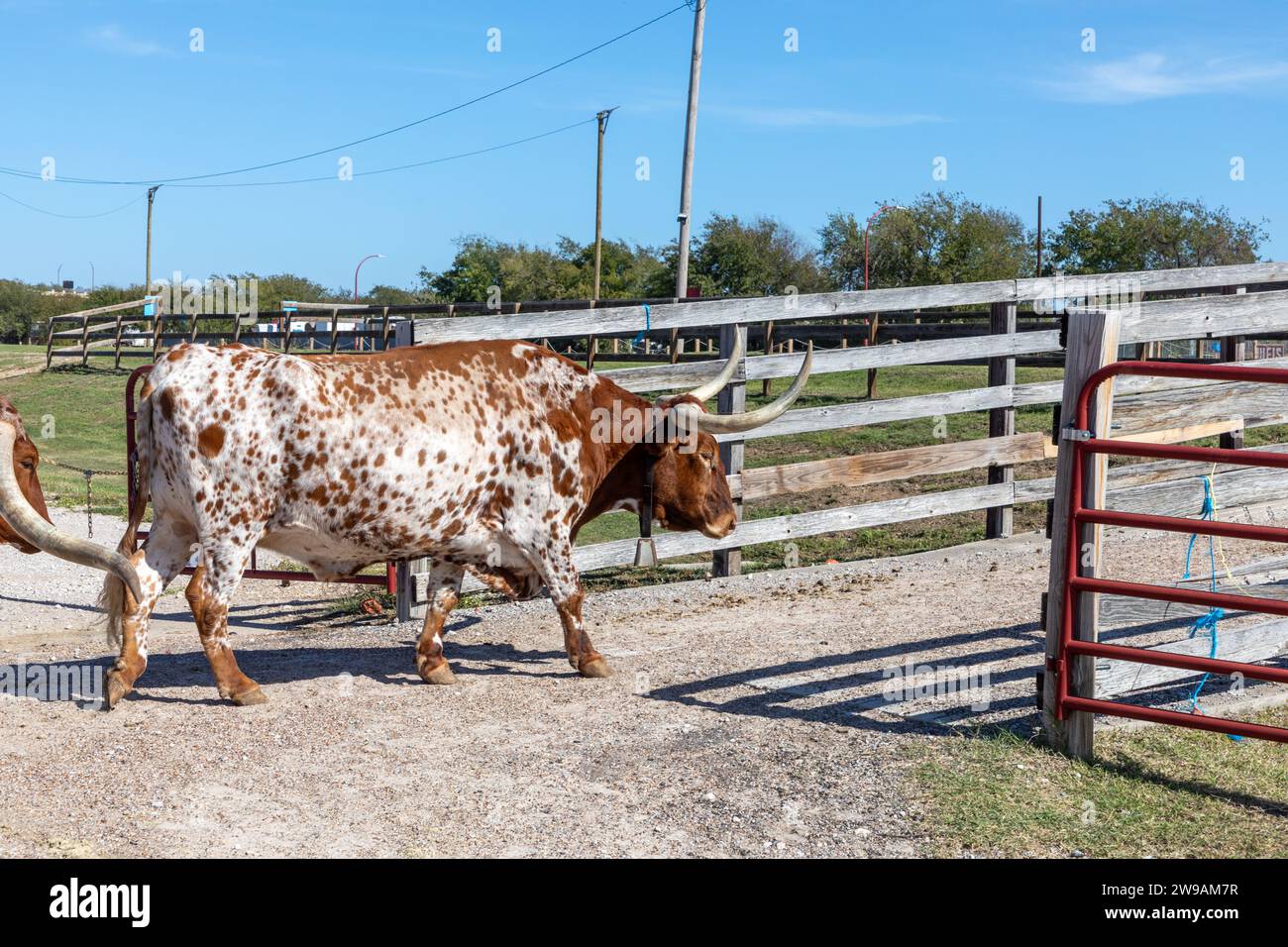 die longhorn-Kuh verlässt das Tor bei den Stockyards in Fort Worth, Texas, USA Stockfoto