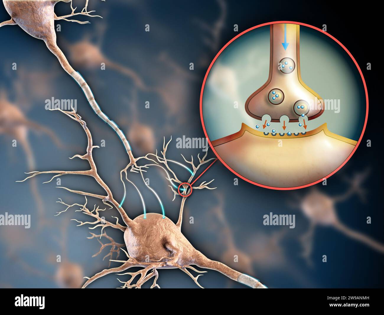 Zwei Neuronen, die sich durch elektrochemische Transmissionen verbinden. Digitale Illustration. Stockfoto
