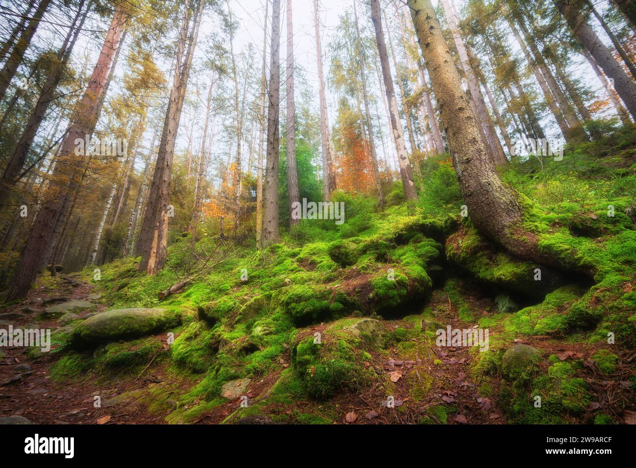 Herbstwald am Bergfuß. Wunderschöne Landschaft im magischen Wald mit hohen Bäumen, Steinen und Wurzeln, die mit grünem Moos bewachsen sind. Stockfoto