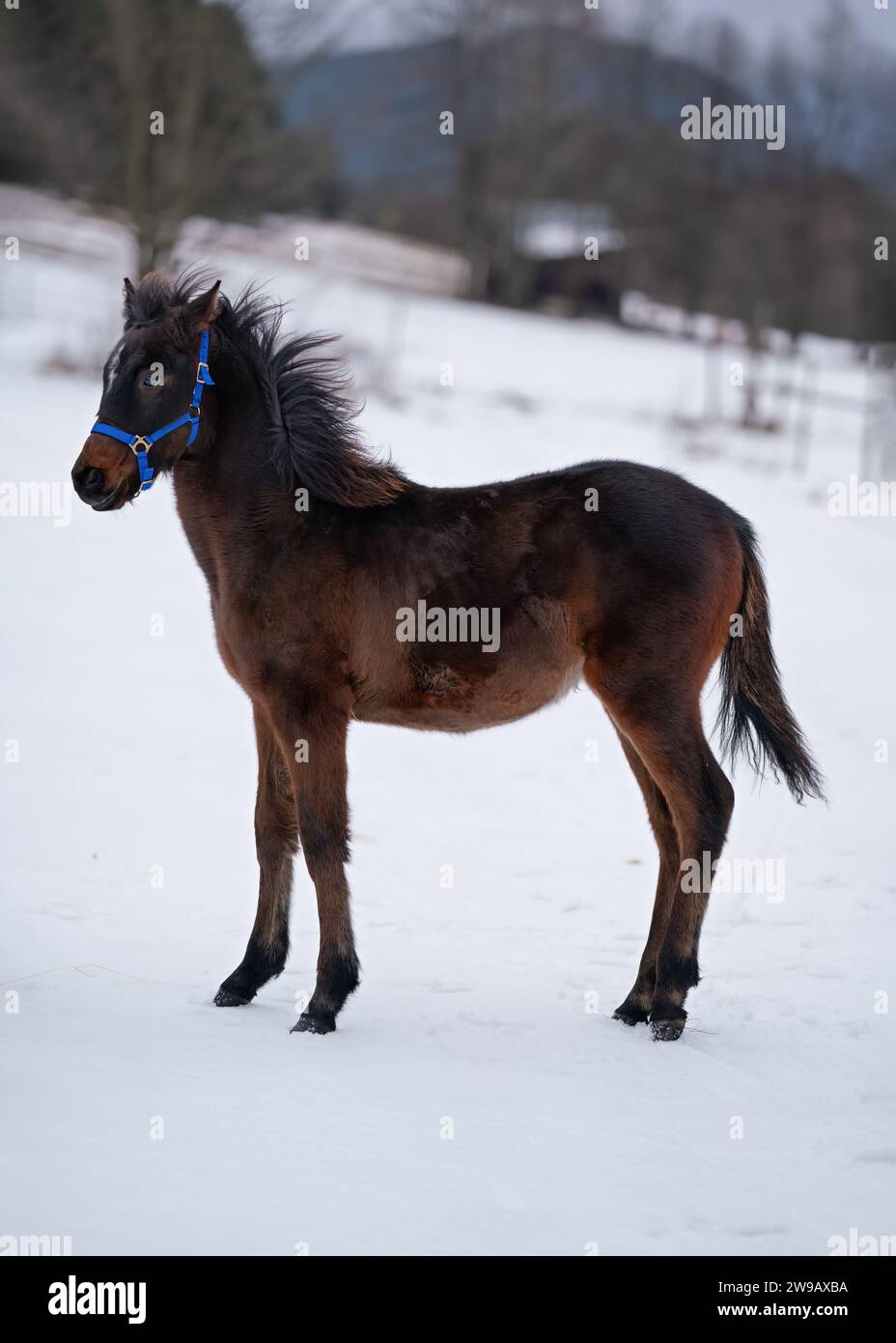 Junges braunes arabisches Pferdefohlen steht auf schneebedeckter Landschaft, dickes Fell wegen kaltem Wetter. Stockfoto