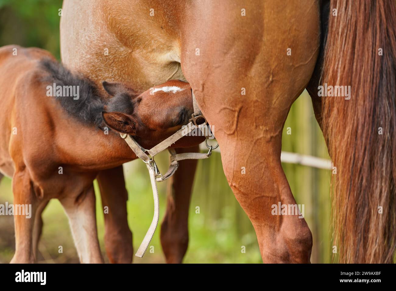 Junges braunes arabisches Pferdefohlen trinkt Milch von der Mutter auf grüner Wiese, Nahaufnahme Detail. Stockfoto
