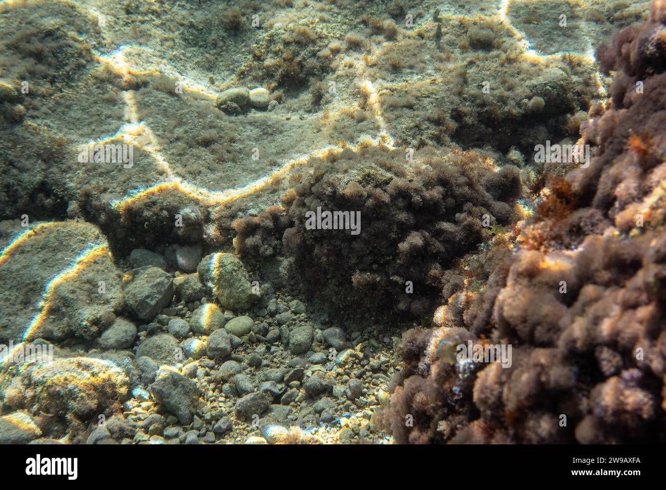 Unterwasserpflanzen und Algen, die auf Felsen in der Nähe der Meeresoberfläche wachsen - Schnorcheln in Limni, Griechenland. Stockfoto