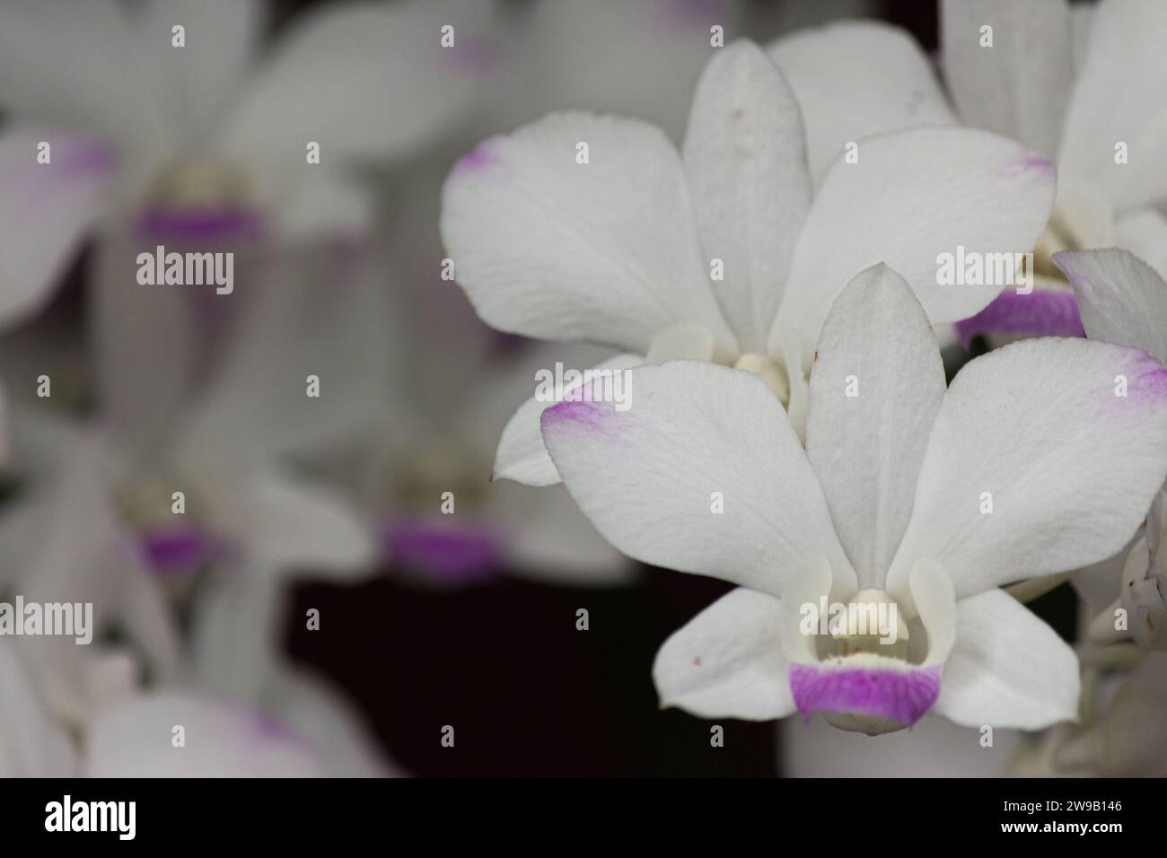 Zarte weie Orchidee mit violetten Flecken bekannt als Phalaenopsis oder  Mottenorchidee vor einem dunklen Hintergrund, exotische Blume wchst  drinnen oder in Grten Stockfotografie - Alamy