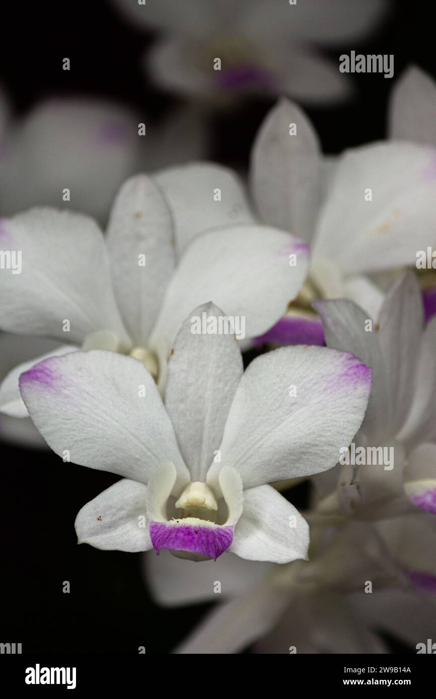 Makrofoto-Set mit vorderer Blumenorchidee und verschwimmen Sie die Blumen dahinter Stockfoto