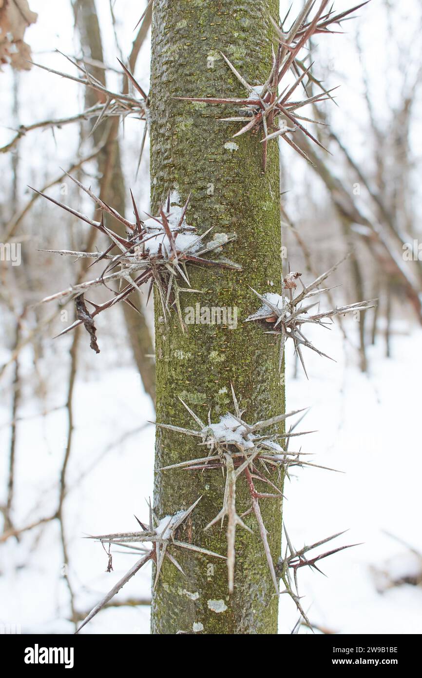 Dorniger Stamm von Akazienbaum, der in der Natur aus nächster Nähe mit Schnee bedeckt ist Stockfoto