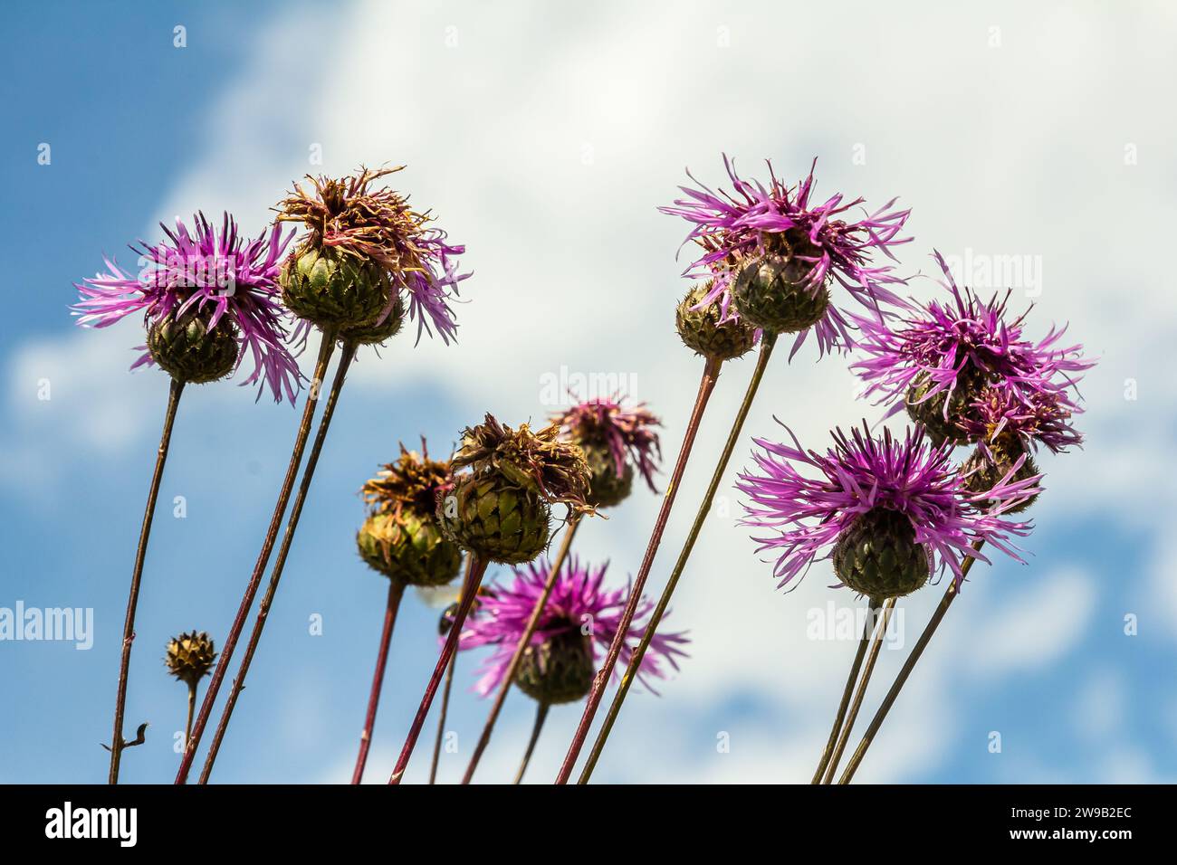 Centaurea scabiosa subsp. Apiculata, Centaurea apiculata, Asteraceae. Wilde Pflanze im Sommer. Stockfoto