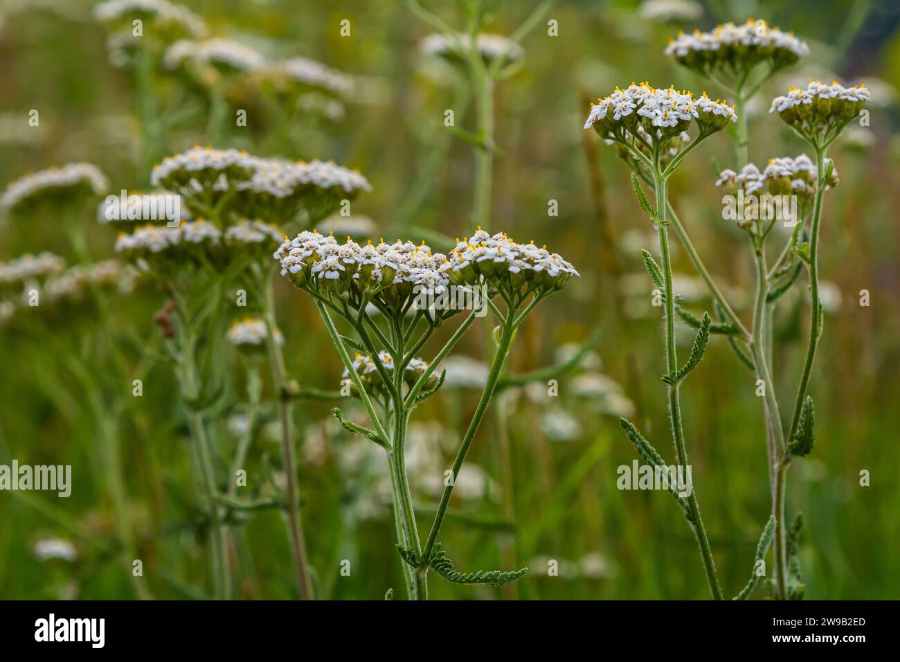 Gemeine Schafgarbe Achillea millefolium weiße Blüten aus der Nähe, floraler Hintergrund grüne Blätter. Heilorganische Naturkräuter, Pflanzenkonzept. Wilder Yarro Stockfoto