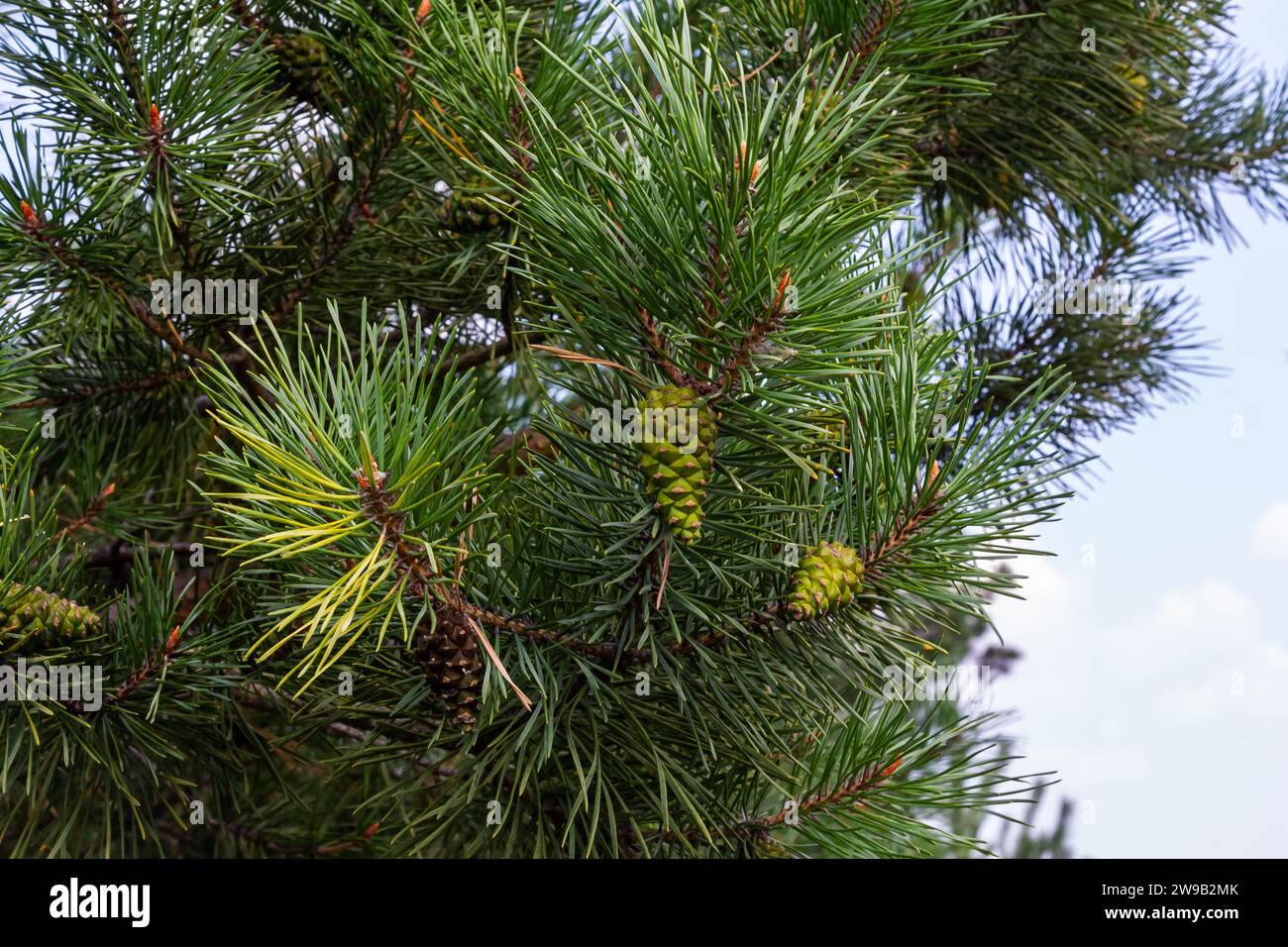 Nahaufnahme an Kiefernzweig mit männlichem und weiblichem Kegel. Stockfoto