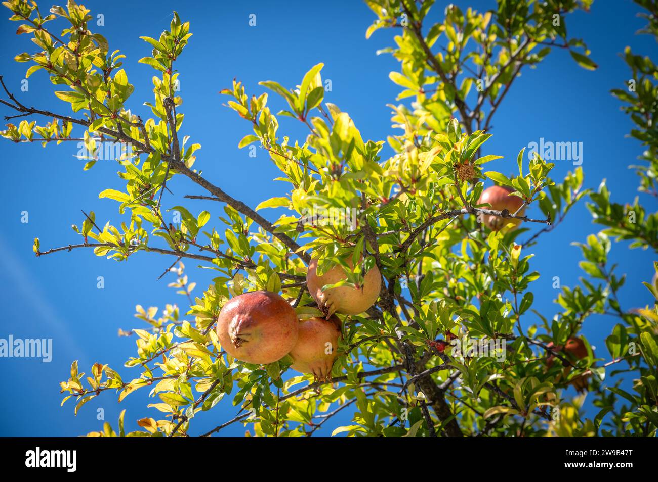 Wunderschöne frische und reife Granatapfelfrüchte auf einem Baum in einem üppigen Obstgarten Stockfoto