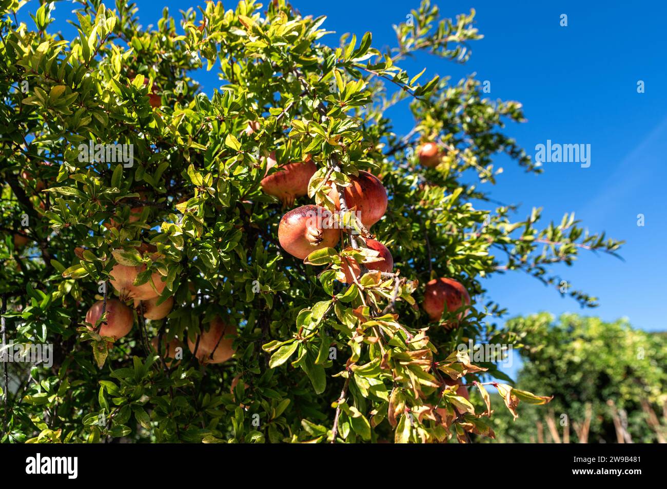 Wunderschöne frische und reife Granatapfelfrüchte auf einem Baum in einem üppigen Obstgarten Stockfoto