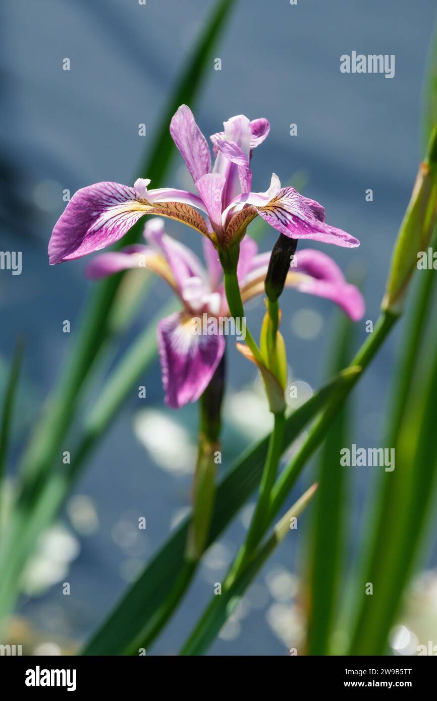 Iris versicolor Kermesina, blaue Flagge Kermesina, leuchtende magentafarbene Blüten, mit weißen Streifen markiert. Stockfoto