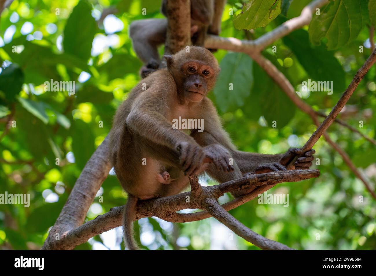 Makaken Affen im Dschungel Stockfoto