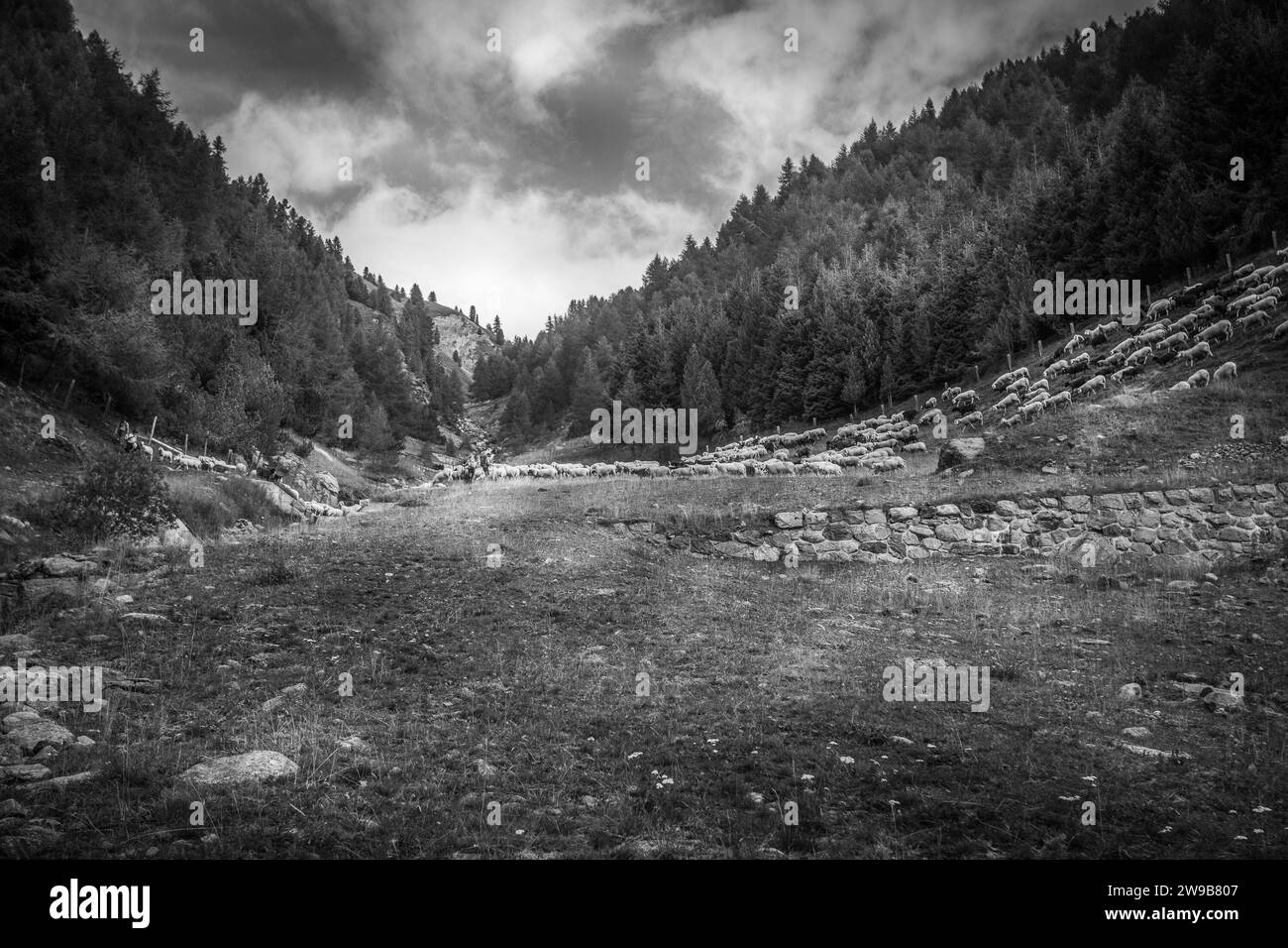 Schwarz-weiß-Effekt der Schafherde auf einer Almwiese eines Alpentales Stockfoto