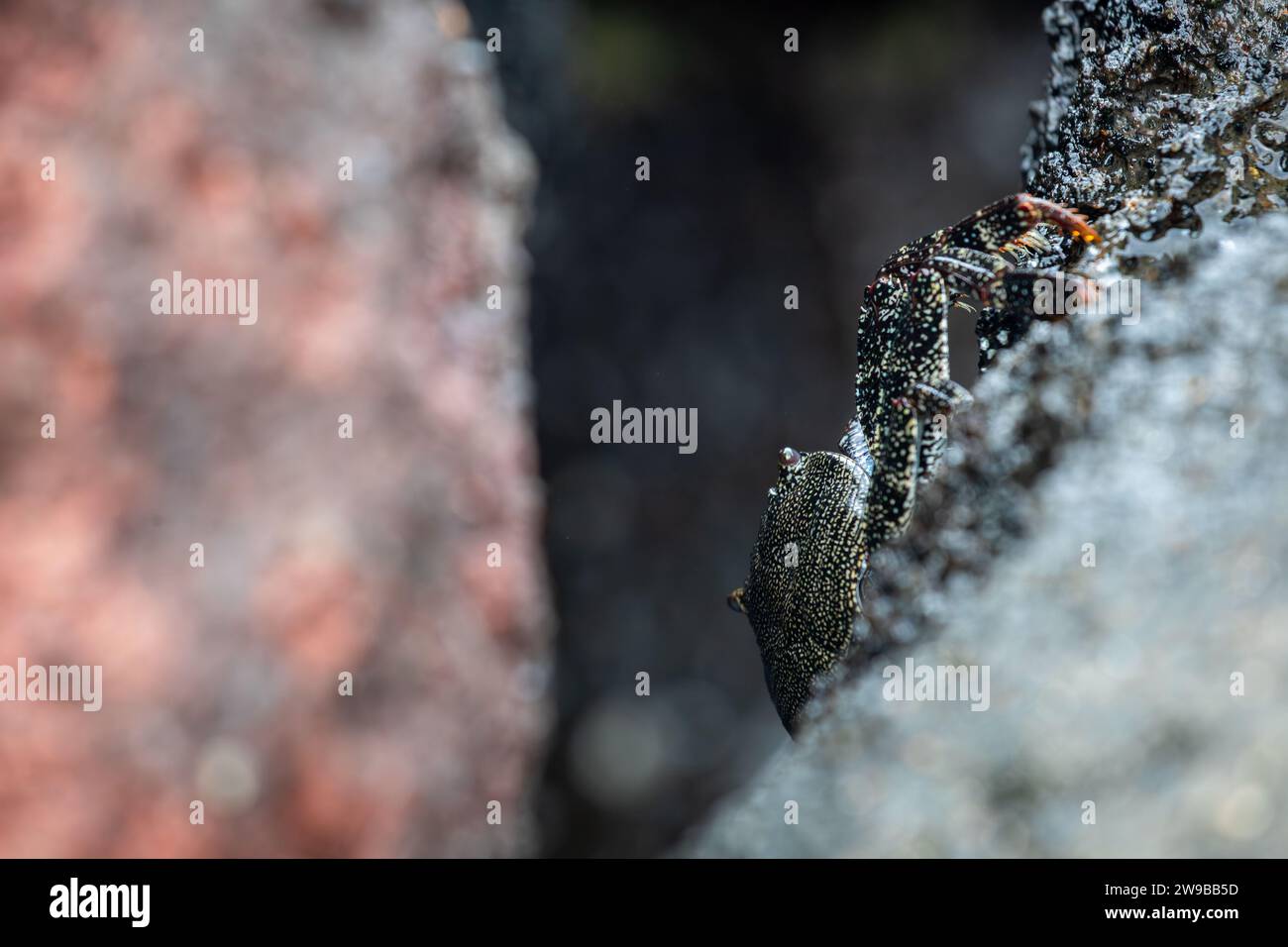 Marbeld-Felskrabbe auf Lavasteinen von Sao Jorge, Azoren, Portugal Stockfoto