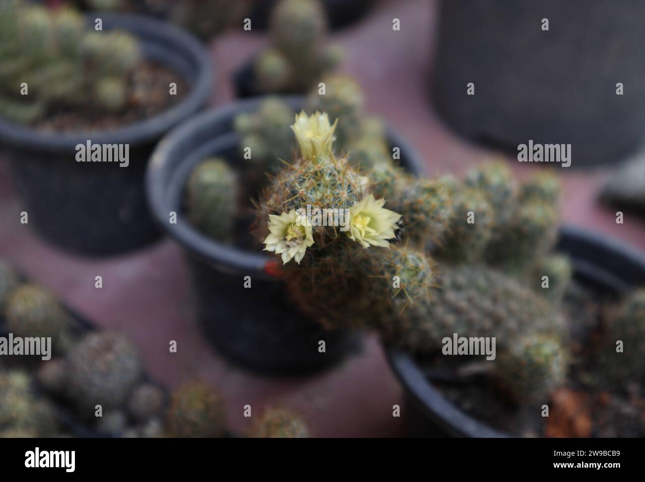 Hochwinkelansicht der kleinen gelben Marienfinger-Kaktusblüten (Mammillaria elongata), die auf der Topfpflanze blühen Stockfoto
