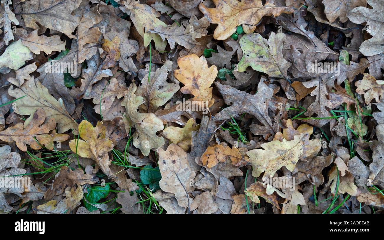 Blick von oben auf Herbstlaub auf Eichenwald Stockfoto