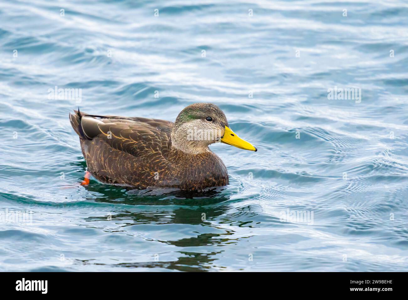Eine Hybrid-Stockente x amerikanische schwarze Ente, die in der Nähe des Frenchman's Bay East Lighthouse am Beachfront Park in Pickering, ON, zu sehen ist. Stockfoto
