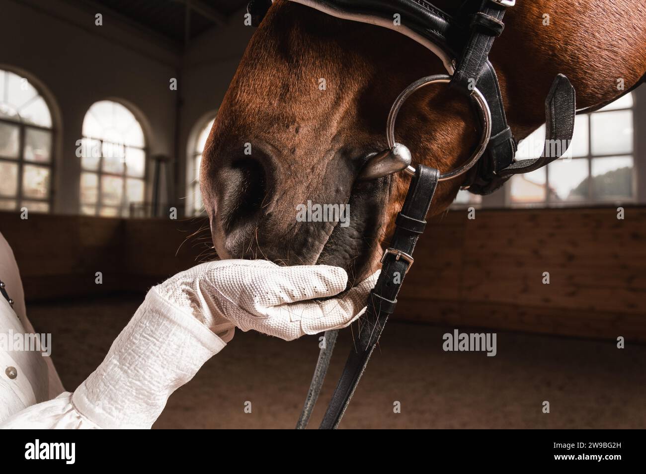 Bild der Hand eines Reiters im Handschuh. Der Jockey füttert das Pferd. Nahaufnahme Hochformat. Gemischte Medien Stockfoto