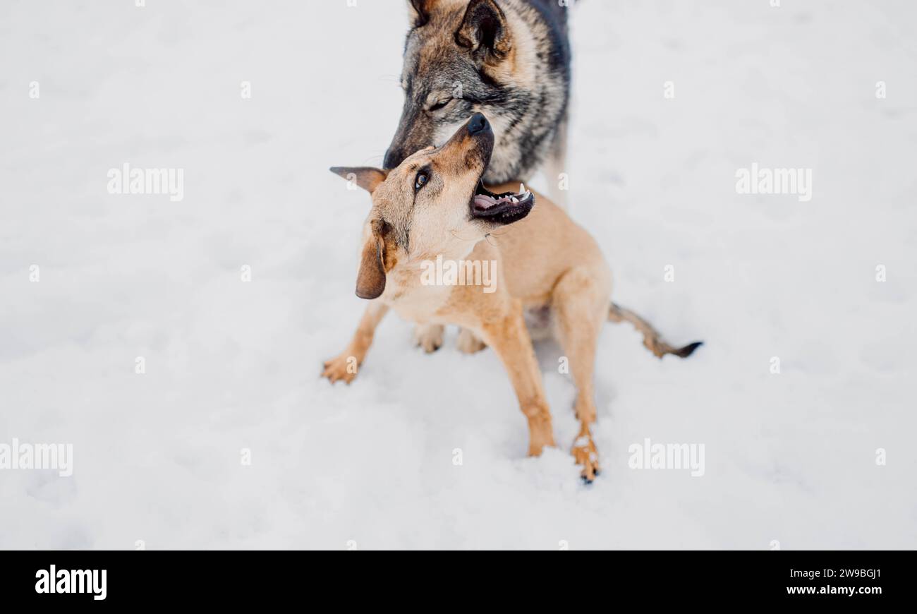 Sibirischer Husky spielt mit einem anderen Hund im Schnee in einem Tierheim für obdachlose Tiere Stockfoto