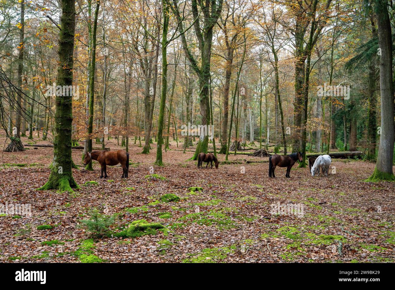 New Forest Ponies im Gehege bei Blackwater, Rhinefield, Ornamental Dive, Brcockenhurst, Hampshire, England, Großbritannien Stockfoto