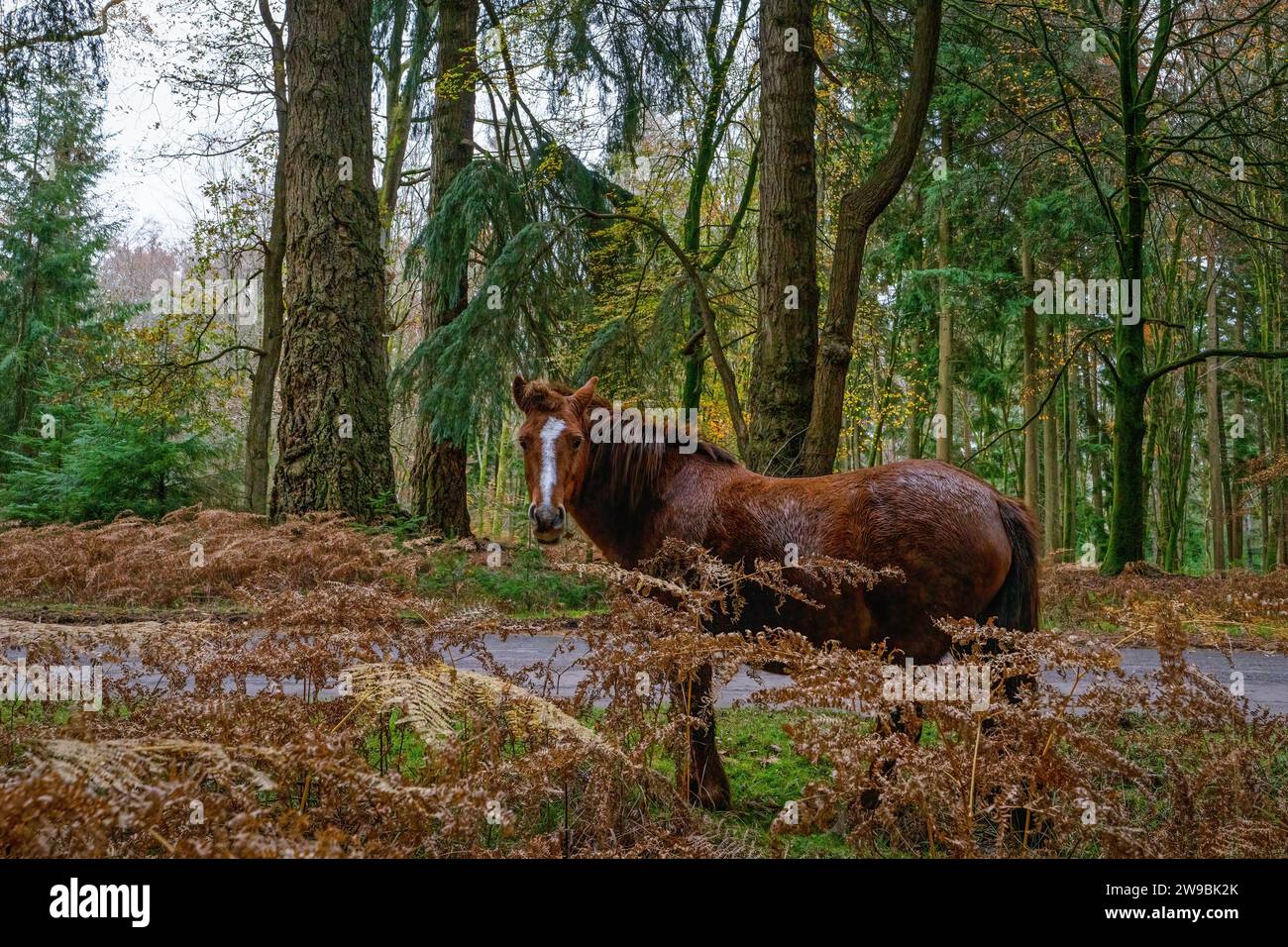 New Forest Pony, Rhinefield, Ornamental Dive, Brcockenhurst, Hampshire, England, Uk Stockfoto