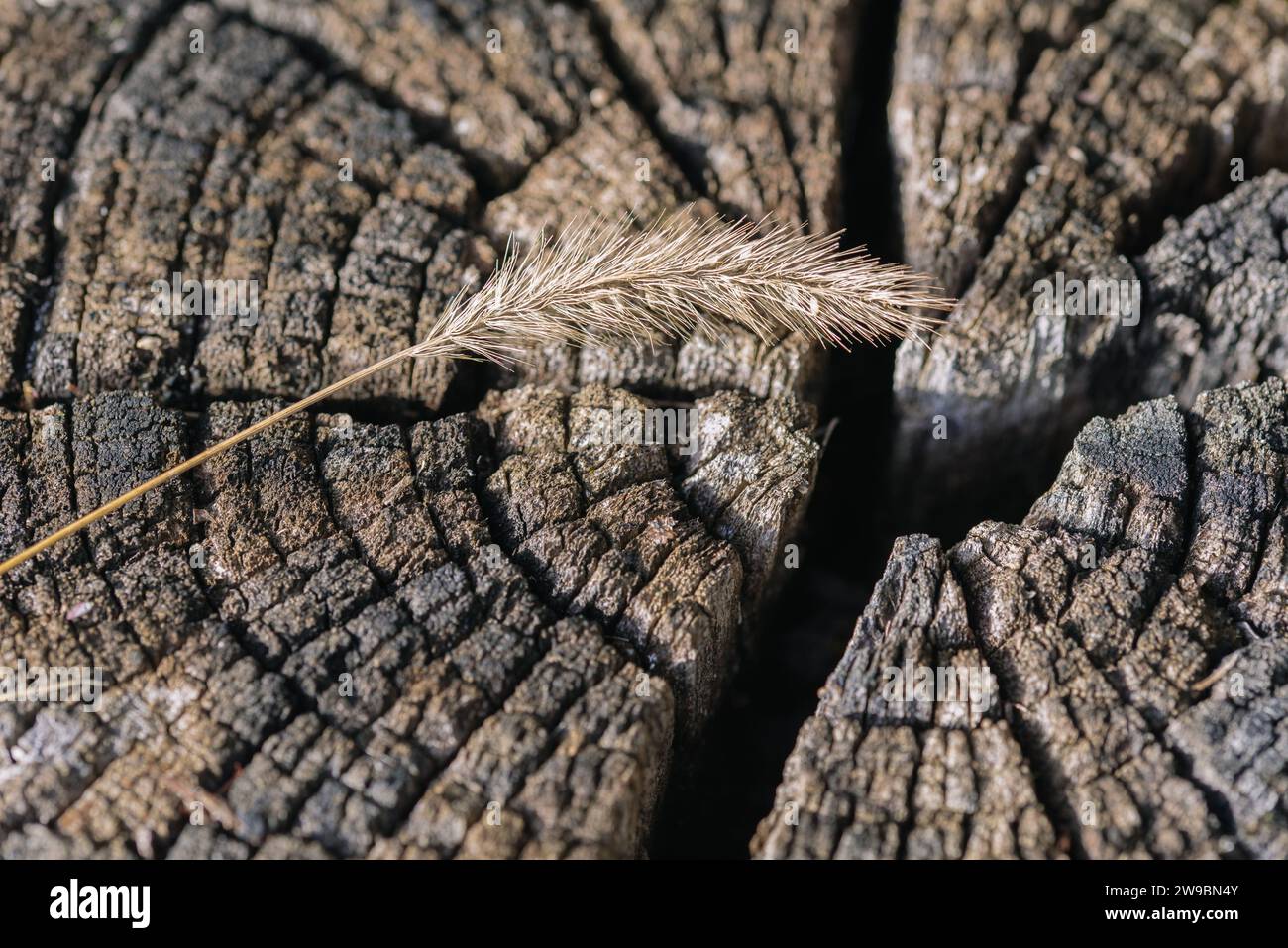 Trockenes Ohr des Grases Nahaufnahme auf dem Hintergrund der Holzstruktur Stockfoto