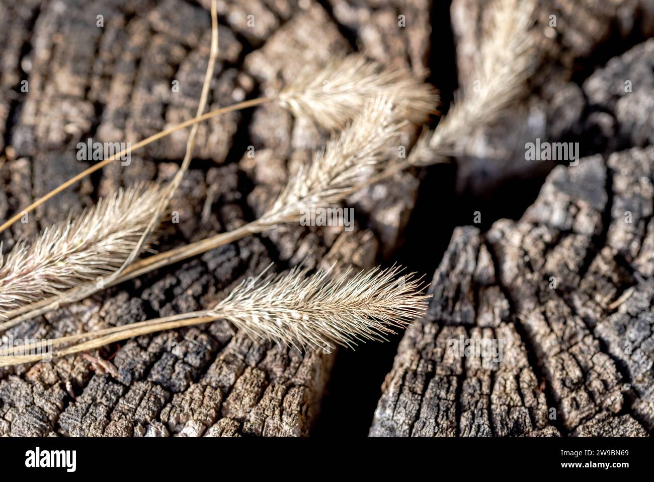 Trockenes Ohr des Grases Nahaufnahme auf dem Hintergrund der Holzstruktur Stockfoto