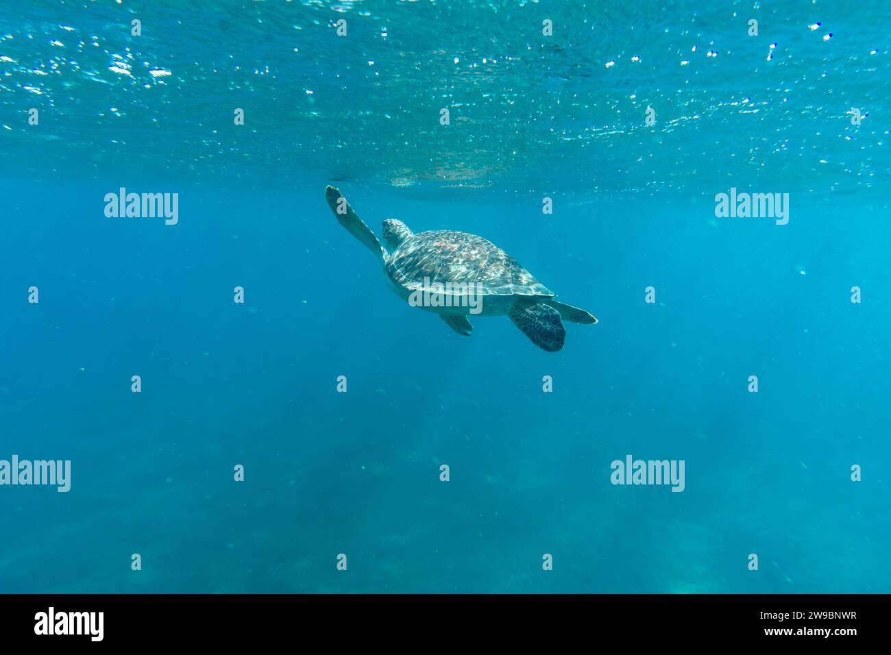Eine Meeresschildkröte schwimmt unter Wasser in tropischen Meeren. Hochwertige Fotos. Unterwasser, Tiere, tropisch Stockfoto