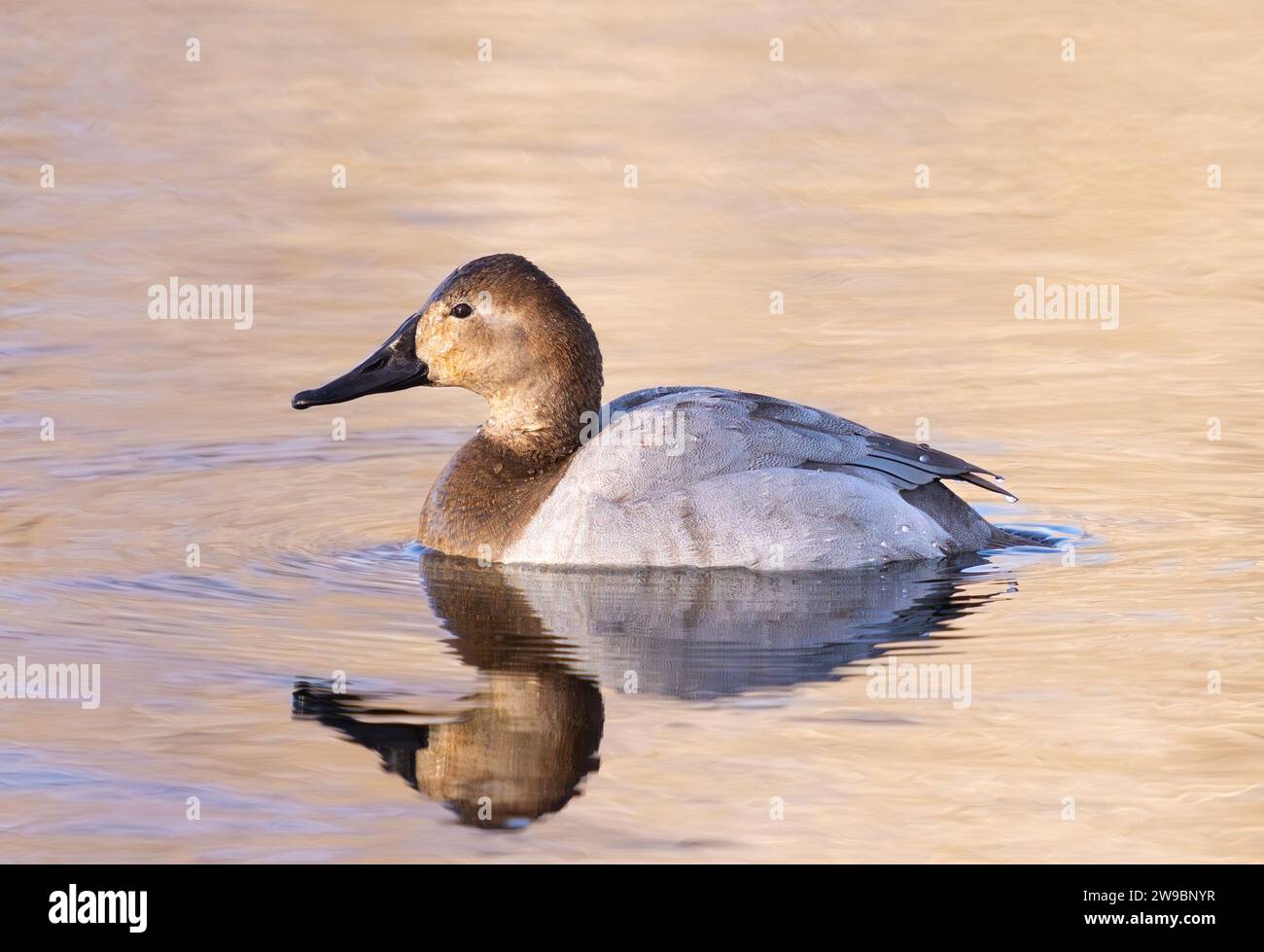 Eine weibliche Canvasback-Ente im Seitenprofil, schwebt im Licht reflektierenden Wasser. Nahansicht. Stockfoto