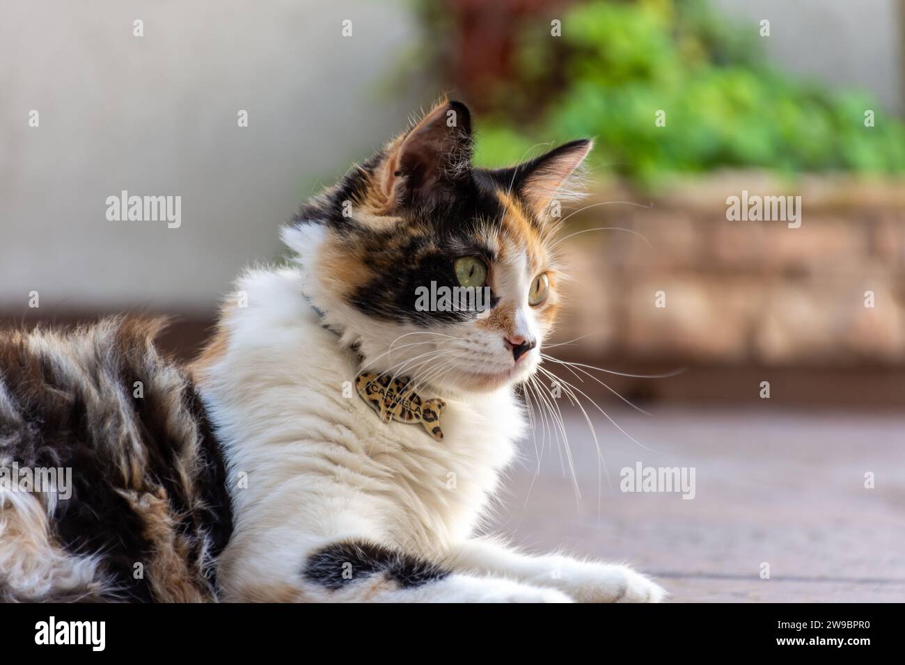 Eine weiße und graue Tabbykatze liegt draußen im Gras und genießt den warmen Sonnenschein Stockfoto