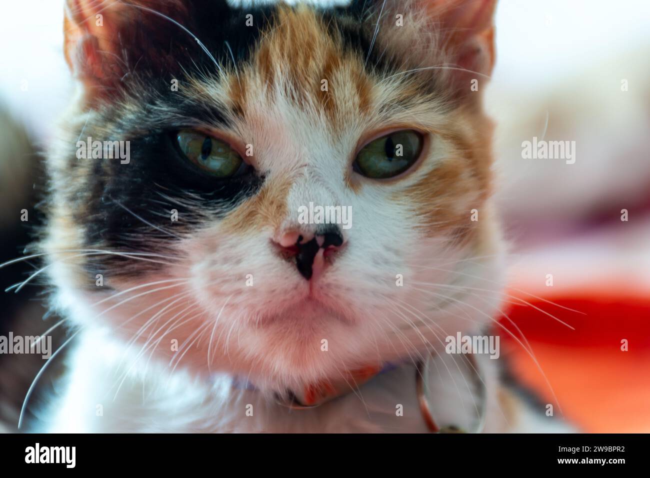 Eine Hauskatze mit weißem Pelz liegt auf einer leuchtend orangen Decke, die Ohren sind entspannt Stockfoto