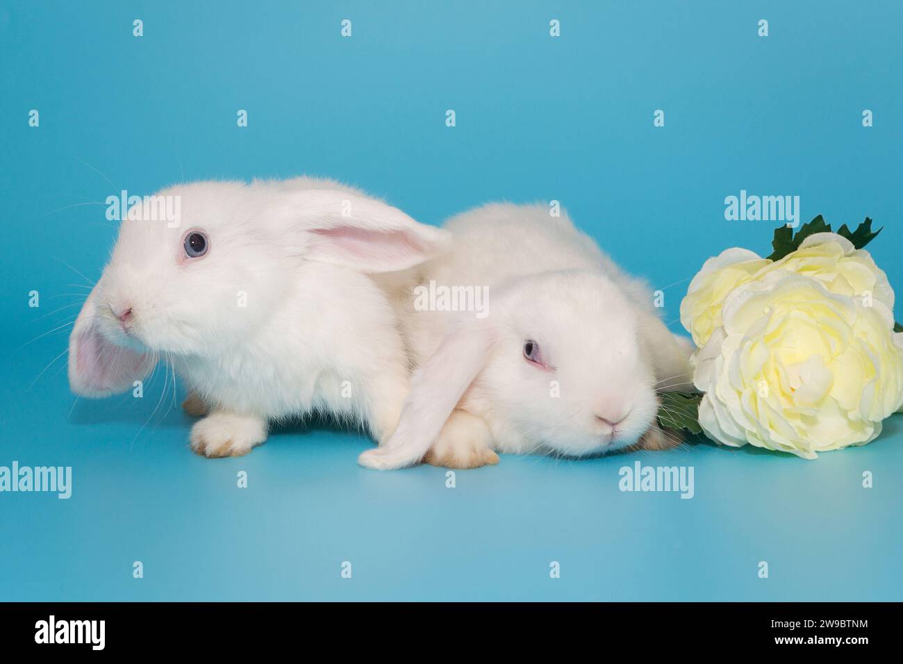 Zwei weiße dekorative Falthasen und Blumen auf blauem Hintergrund Stockfoto