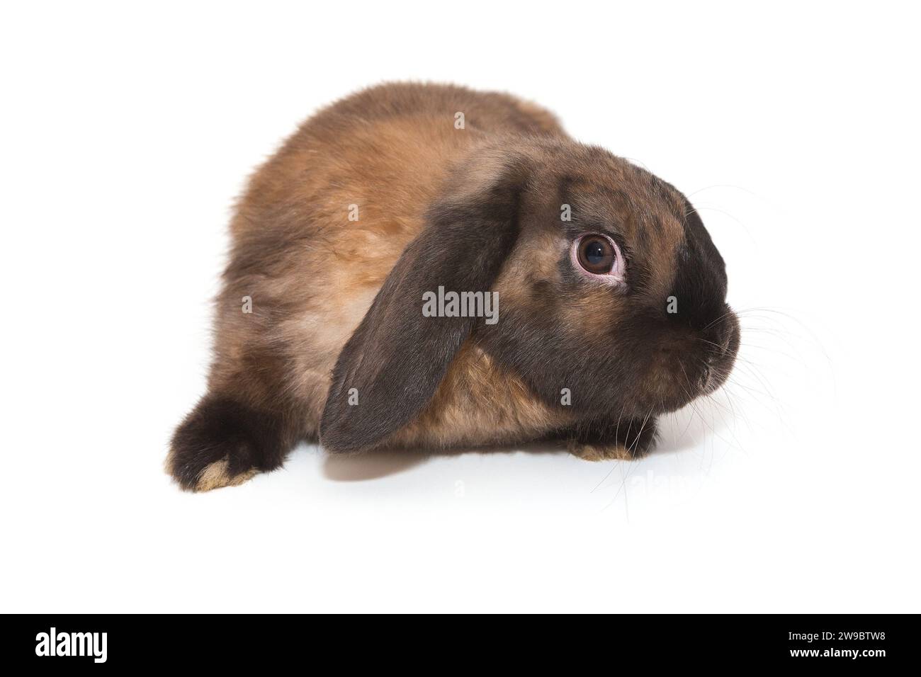 Dekoratives, kleines Faltrohr-Kaninchen von brauner Farbe, isoliert auf weißem Hintergrund. Stockfoto