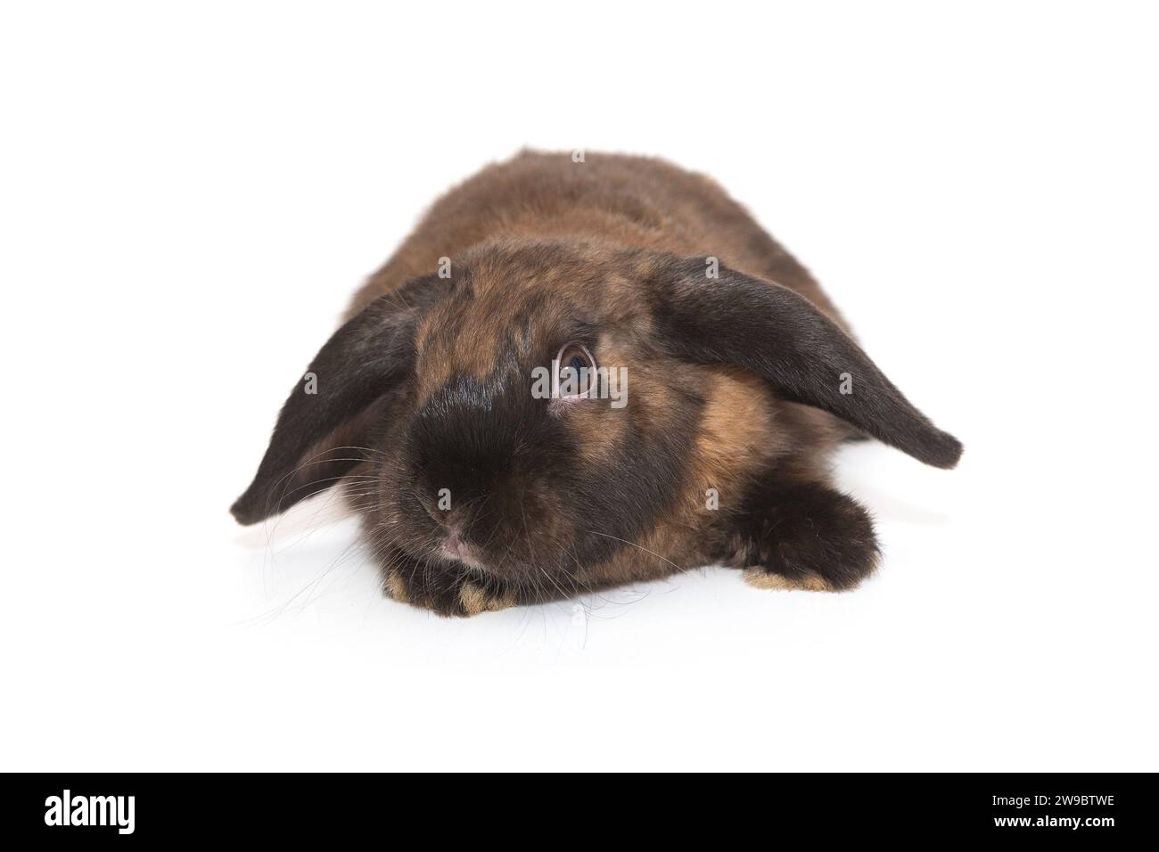 Dekoratives, lustiges Faltkaninchen von brauner Farbe, isoliert auf weißem Hintergrund. Stockfoto