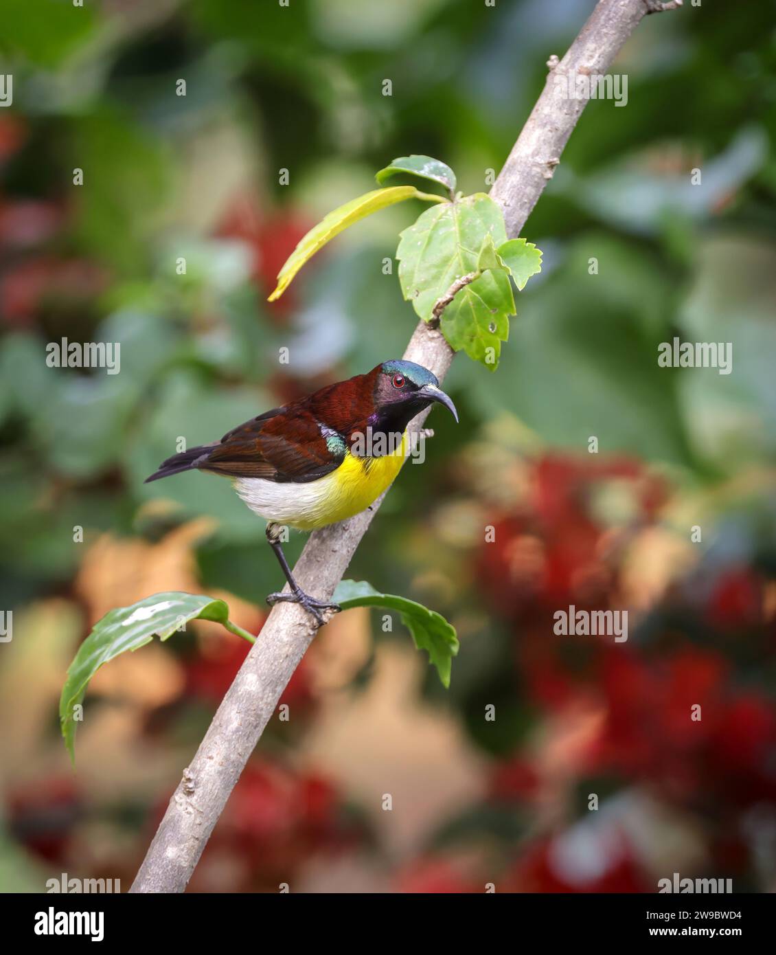 Purple-rumped sunbird mit Blick auf die Kamera. Purple-rumped sunbird ist ein sunbird, der auf dem indischen Subkontinent endemisch ist. Stockfoto