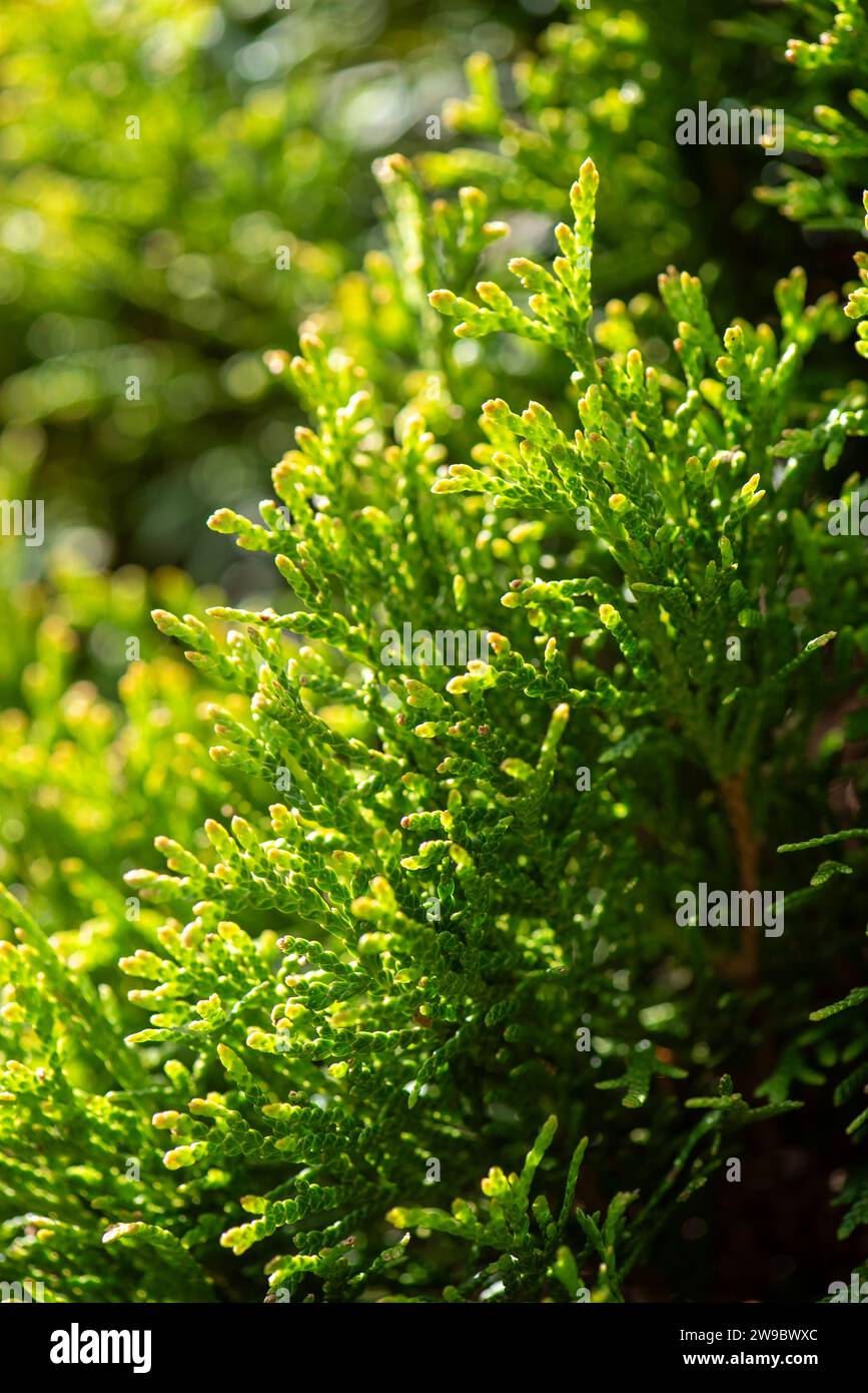 Tannenkiefer immergrüner Baum nahe Äste Stockfoto