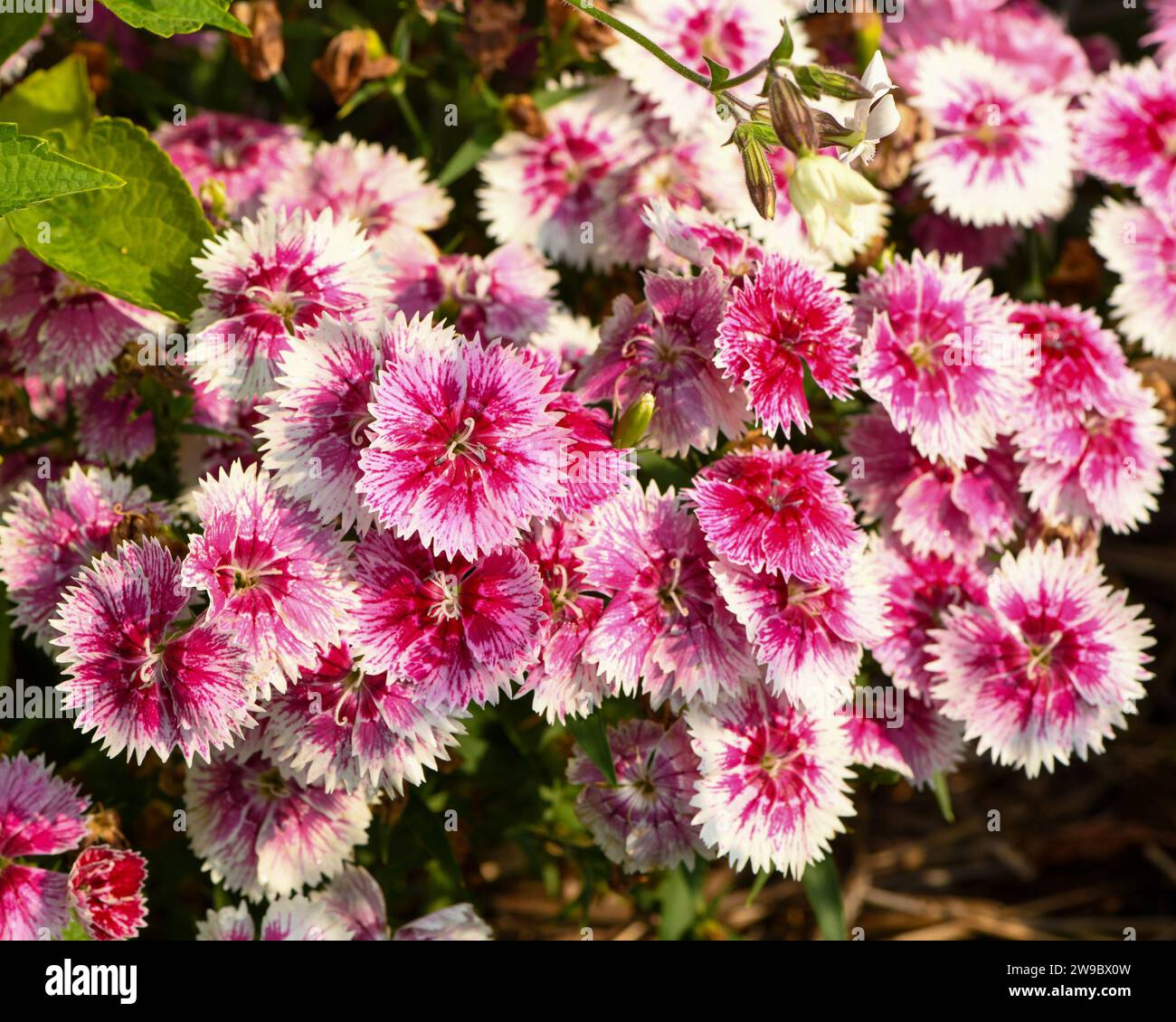 Rosa und weiß süße william Blume Blüte Stockfoto