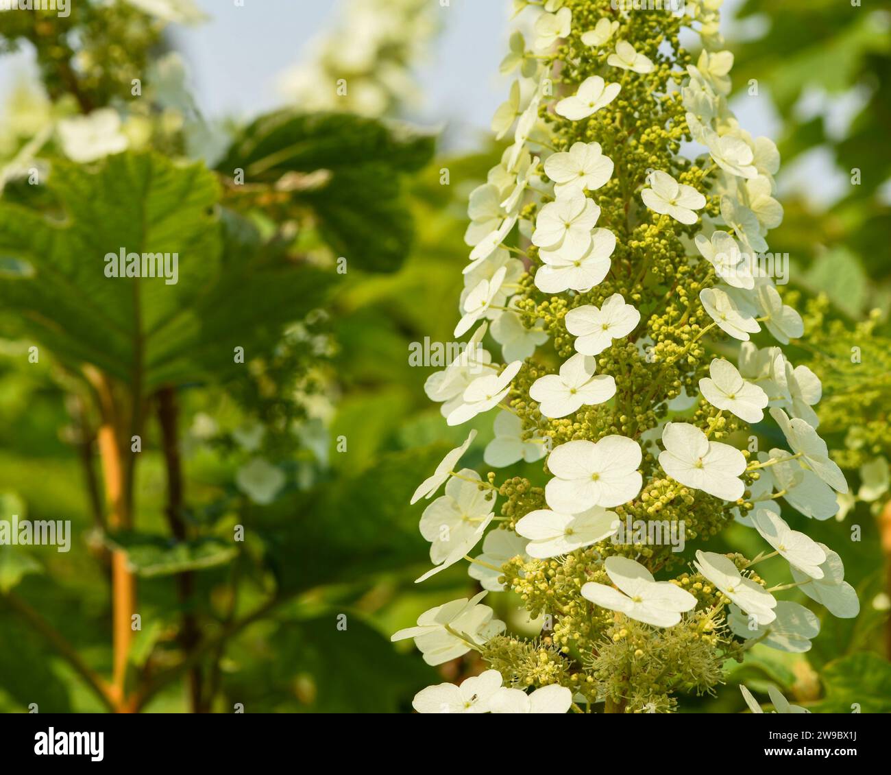 Weiße Hortensie blüten aus nächster Nähe Stockfoto