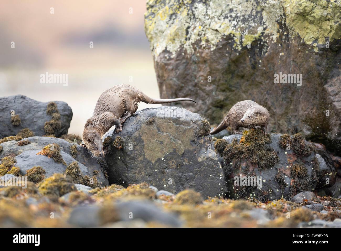 Europäische Otter (Lutra lutra) Mum und Youngster jagen in einem schottischen Loch Stockfoto