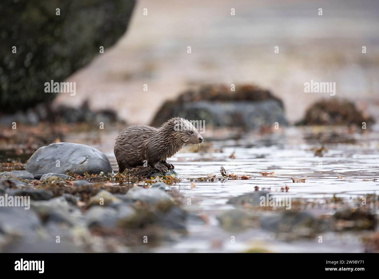 Junger Europäischer Otter (Lutra lutra), der in einem schottischen Loch fischt Stockfoto