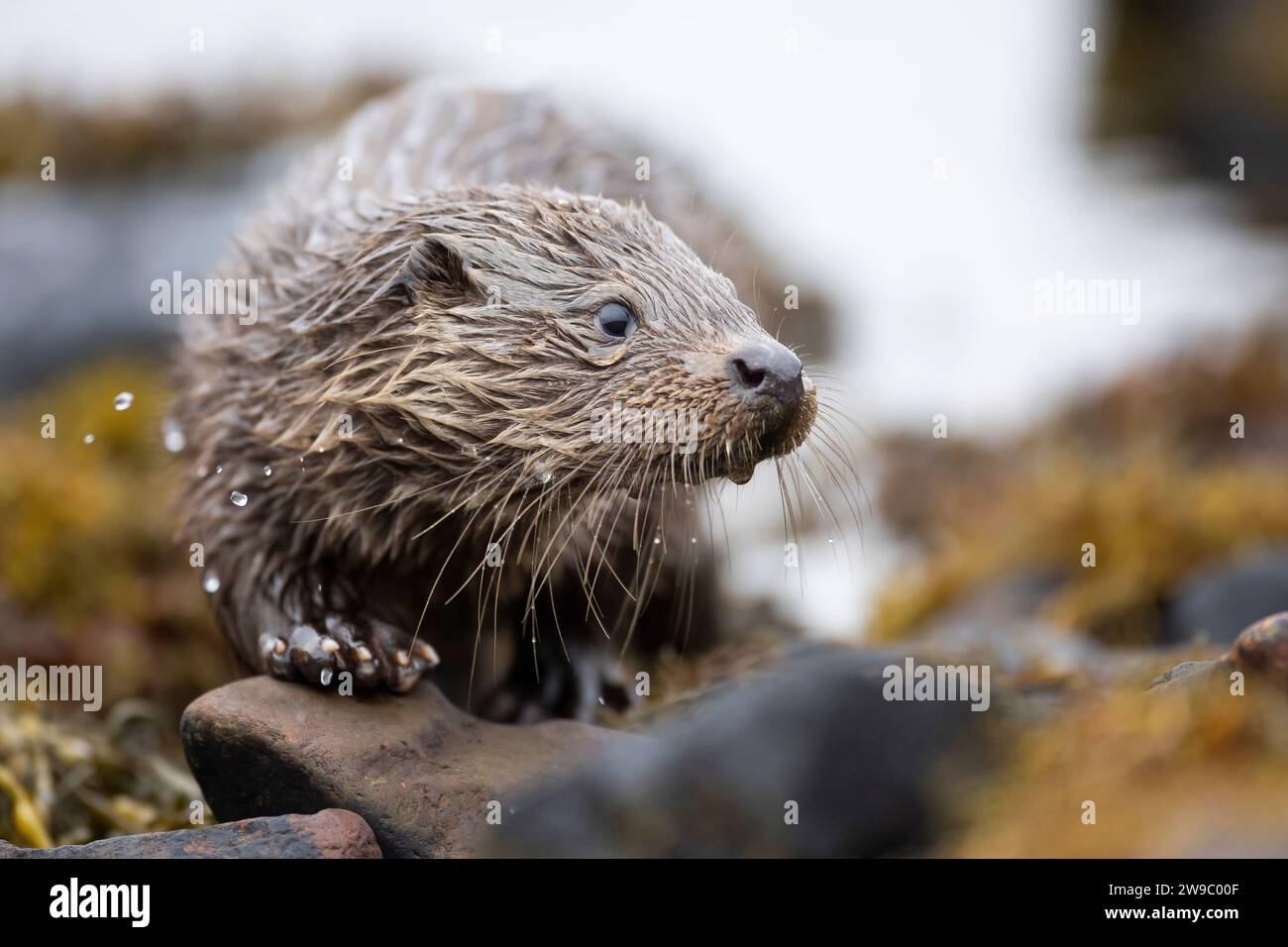 Junger Europäischer Otter (Lutra lutra), der in einem schottischen Loch fischt Stockfoto