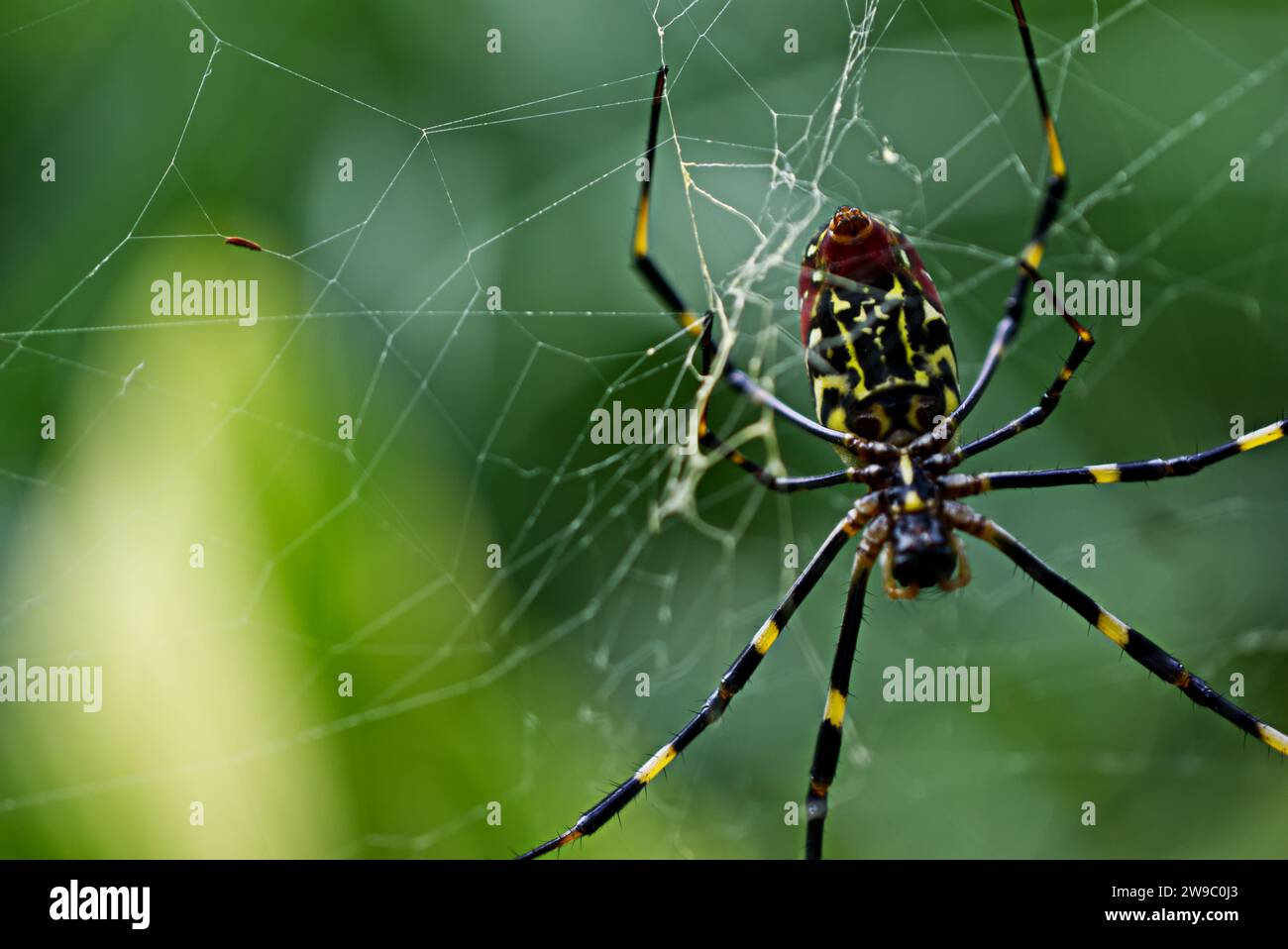 Joro Spinnen auf einem Spinnennetz Stockfoto