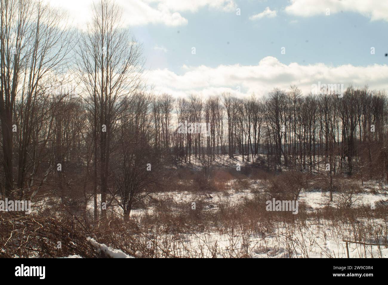 Winterlandschaft mit Bäumen und Feldern Stockfoto