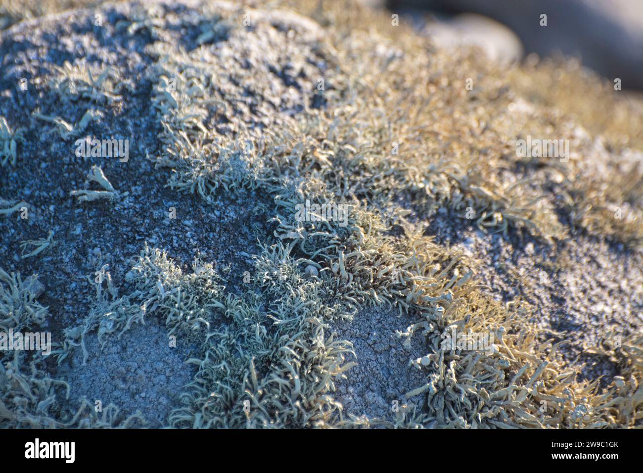 Flechten auf der Atlantikinsel Ouessant Stockfoto