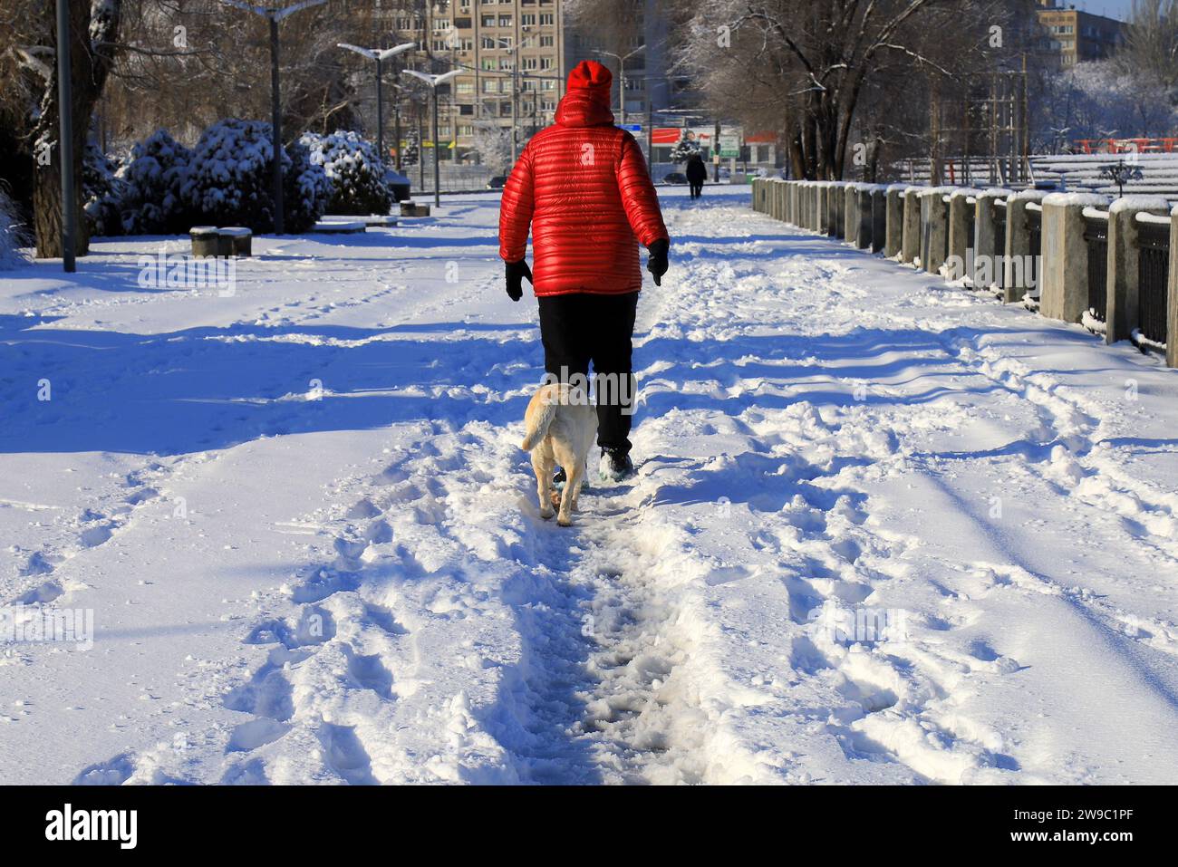 Ein Mann und ein Hund spazieren in warmen Jacken entlang der verschneiten Winterstraße. Wintersport und Erholung Stockfoto